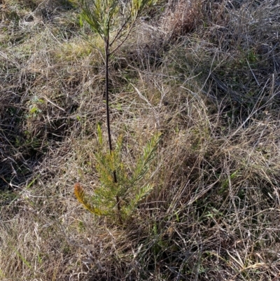 Acacia (genus) at Hughes, ACT - 26 Jul 2024 by ruthkerruish
