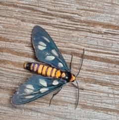 Amata (genus) (Handmaiden Moth) at Bamaga, QLD - 26 Jul 2024 by Mike