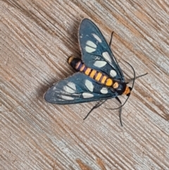 Amata (genus) at Bamaga, QLD - 26 Jul 2024 04:47 PM