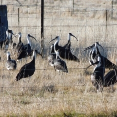 Threskiornis spinicollis (Straw-necked Ibis) at Symonston, ACT - 26 Jul 2024 by CallumBraeRuralProperty