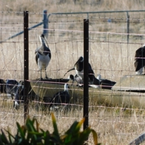 Threskiornis spinicollis at Symonston, ACT - 26 Jul 2024