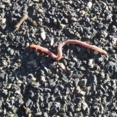 Oligochaeta (class) (Unidentified earthworm) at Queanbeyan West, NSW - 25 Jul 2024 by Paul4K