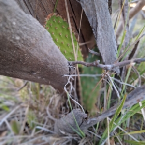 Opuntia elata at Hackett, ACT - 23 Jul 2024