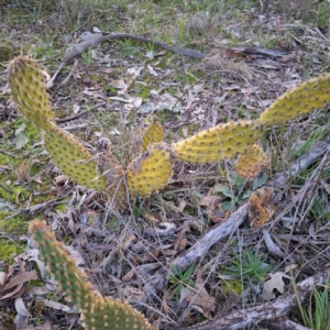 Opuntia elata at Hackett, ACT - 23 Jul 2024