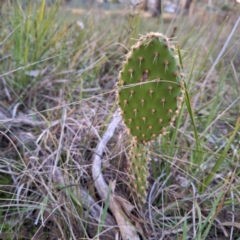 Opuntia elata at Hackett, ACT - 23 Jul 2024