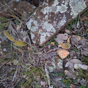 Opuntia elata at Hackett, ACT - 23 Jul 2024