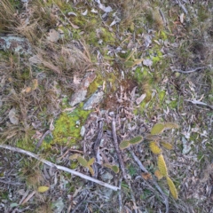 Opuntia elata at Hackett, ACT - 23 Jul 2024