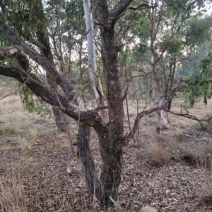 Eucalyptus polyanthemos subsp. polyanthemos at Wanniassa, ACT - 26 Jul 2024