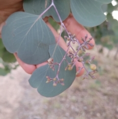 Eucalyptus polyanthemos subsp. vestita at Wanniassa, ACT - 26 Jul 2024 05:22 PM