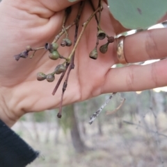 Eucalyptus polyanthemos subsp. polyanthemos at Wanniassa, ACT - 26 Jul 2024