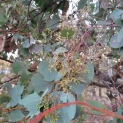 Eucalyptus polyanthemos subsp. polyanthemos at Wanniassa, ACT - 26 Jul 2024