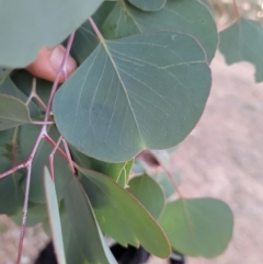 Eucalyptus polyanthemos subsp. vestita at Wanniassa, ACT - 26 Jul 2024 05:22 PM