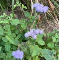 Ageratum houstonianum at Cleveland, QLD - 26 Jul 2024 by Clarel