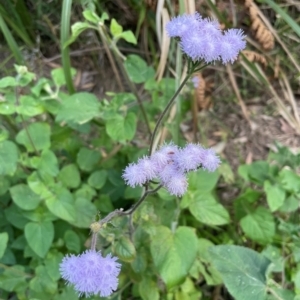 Ageratum houstonianum at Cleveland, QLD by Clarel