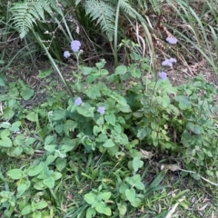 Ageratum houstonianum at Cleveland, QLD - 26 Jul 2024 03:56 PM