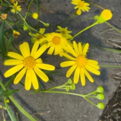 Senecio madagascariensis at Narellan, NSW - 26 Jul 2024 by Hejor1