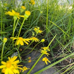 Senecio madagascariensis at Narellan, NSW - 26 Jul 2024 02:37 PM