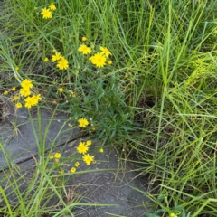 Senecio madagascariensis at Narellan, NSW - 26 Jul 2024