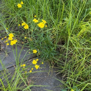 Senecio madagascariensis at Narellan, NSW - 26 Jul 2024 02:37 PM