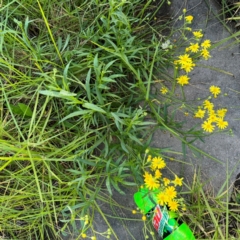 Senecio madagascariensis at Narellan, NSW - 26 Jul 2024 02:37 PM