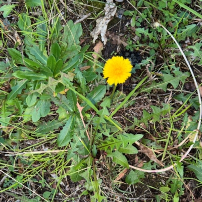 Hypochaeris radicata at Narellan, NSW - 26 Jul 2024 by Hejor1