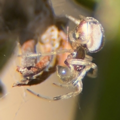 Araneidae (family) at Wilton, NSW - 26 Jul 2024 by Hejor1