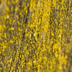 Chrysothrix sp. (genus) (A gold dust lichen) at Wilton, NSW - 26 Jul 2024 by Hejor1