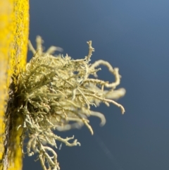 Usnea sp. (genus) at Wilton, NSW - 26 Jul 2024 by Hejor1