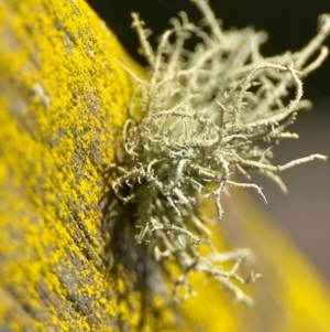 Usnea sp. (genus) at Wilton, NSW - 26 Jul 2024 01:34 PM