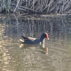 Gallinula tenebrosa (Dusky Moorhen) at Wilton, NSW - 26 Jul 2024 by Hejor1