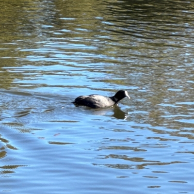 Fulica atra (Eurasian Coot) at Wilton, NSW - 26 Jul 2024 by Hejor1