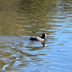 Fulica atra at Wilton, NSW - 26 Jul 2024