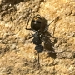 Polyrhachis sp. (genus) (A spiny ant) at Wilton, NSW - 26 Jul 2024 by Hejor1