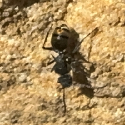 Polyrhachis sp. (genus) (A spiny ant) at Wilton, NSW - 26 Jul 2024 by Hejor1