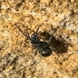 Polyrhachis sp. (genus) at Wilton, NSW - 26 Jul 2024 01:04 PM