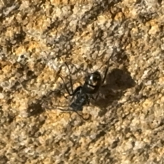 Polyrhachis sp. (genus) at Wilton, NSW - 26 Jul 2024 01:04 PM