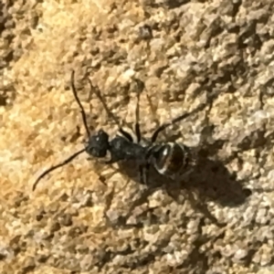Polyrhachis sp. (genus) at Wilton, NSW - 26 Jul 2024 01:04 PM