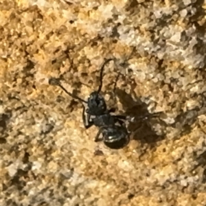 Polyrhachis sp. (genus) at Wilton, NSW - 26 Jul 2024 01:04 PM