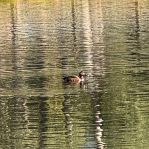 Aythya australis at Wilton, NSW - 26 Jul 2024