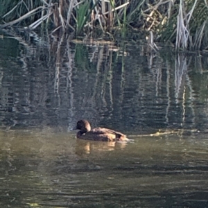 Aythya australis at Wilton, NSW - 26 Jul 2024