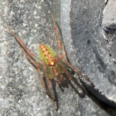 Araneus talipedatus (Slender green orb-weaver) at Goulburn, NSW - 26 Jul 2024 by Hejor1