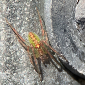 Araneus talipedatus at Goulburn, NSW - 26 Jul 2024 11:37 AM