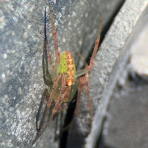 Araneus talipedatus at Goulburn, NSW - 26 Jul 2024