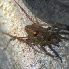 Araneus talipedatus at Goulburn, NSW - 26 Jul 2024