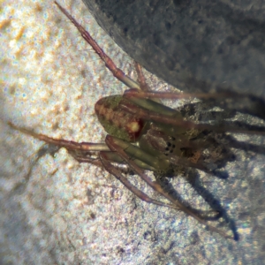 Araneus talipedatus at Goulburn, NSW - 26 Jul 2024