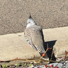 Ocyphaps lophotes (Crested Pigeon) at Goulburn, NSW - 26 Jul 2024 by Hejor1