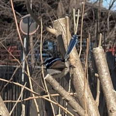 Malurus cyaneus (Superb Fairywren) at Goulburn, NSW - 26 Jul 2024 by Hejor1