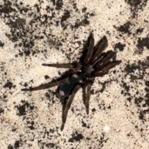 Lampona cylindrata (White-tailed Spider) at Greenleigh, NSW by Hejor1