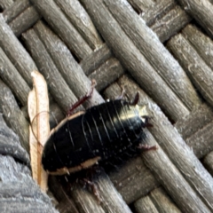 Drymaplaneta communis (Eastern Wood Runner, Common Shining Cockroach) at Greenleigh, NSW - 26 Jul 2024 by Hejor1