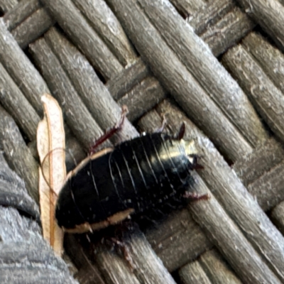 Drymaplaneta communis (Eastern Wood Runner, Common Shining Cockroach) at Greenleigh, NSW - 25 Jul 2024 by Hejor1